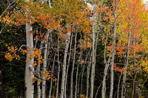 autumn seasons change