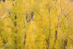cottonwood autumn colors