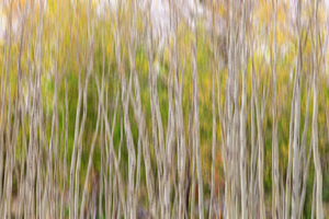 Forest Twist and Turns In Motion