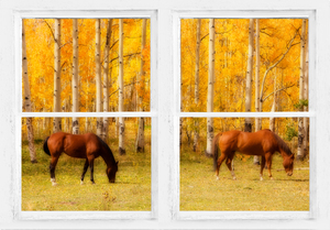 2 Horses Aspen Trees Whitewash Picture Window