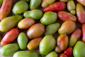 Harvests Bounty A Colorful Medley of Roma Tomatoes