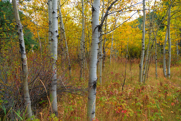 Soothing Forest Print