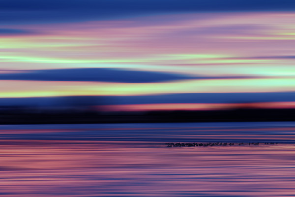 Good Morning Geese Print