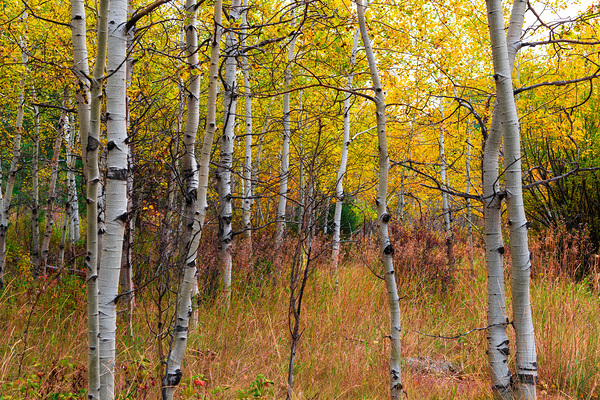 Forest In The Fall Print