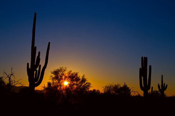Just Another Sonoran Desert Sunrise Print