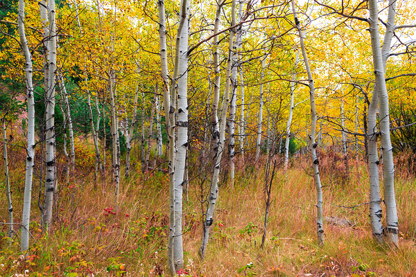 Happy Place In The Woods Print