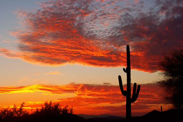  Fiery Arizona Sunset Behind a Silent Saguaro Print