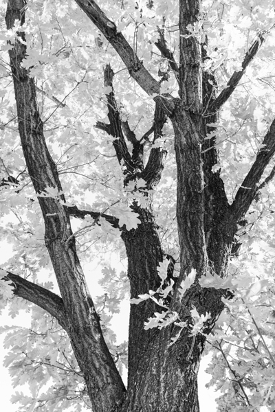 Tree mendous Elegance in Black and White Print