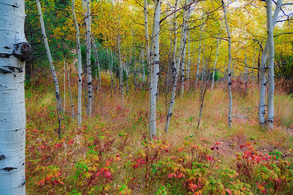Golden Light on an Autumn Aspen Forest Print