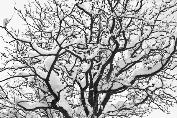 Snowy Tree Black and White Print