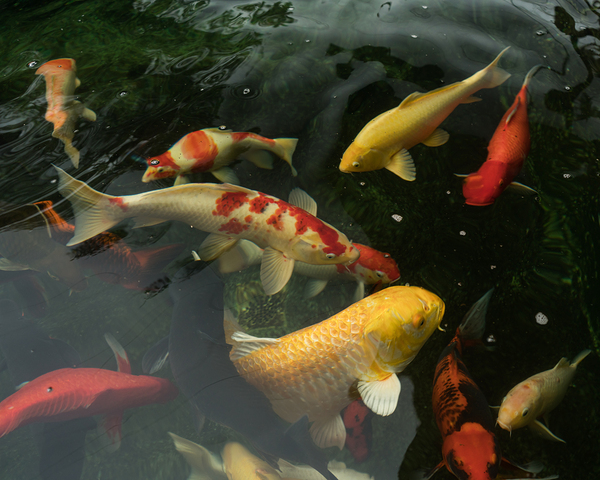 Koi Dance Twilight Print