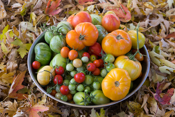 Colorful Heirloom Tomato Harvest in Autumn Leaves Print