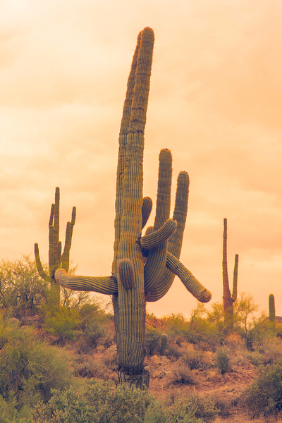 Classic Arizona Giant Saguaro Print