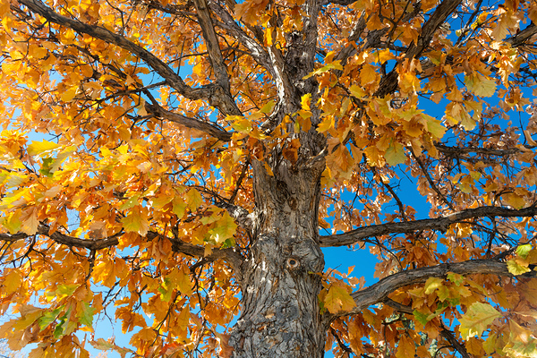 Golden Autumn Glow Under a Blue Sky Print