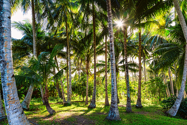 Jungle Paradise Sunshine Print