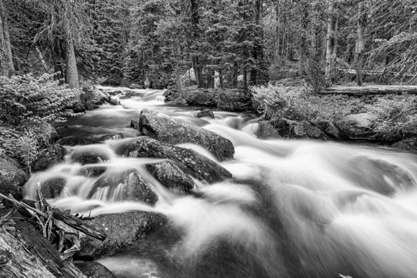 Roosevelt National Forest Stream Print