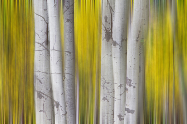 Golden Aspen Abstraction Fine Art Landscape Print