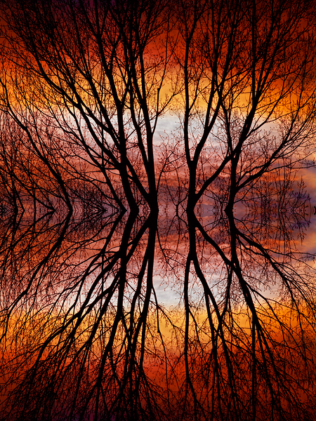 Sunset Tree Silhouette Abstract 2 Print