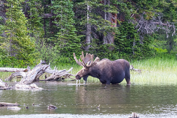 Water Feeding Moose Print