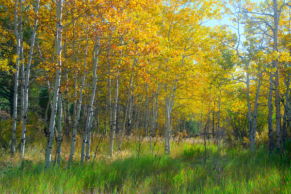 Golden Aspens & Green Dreams Natures Autumn Meadow Print