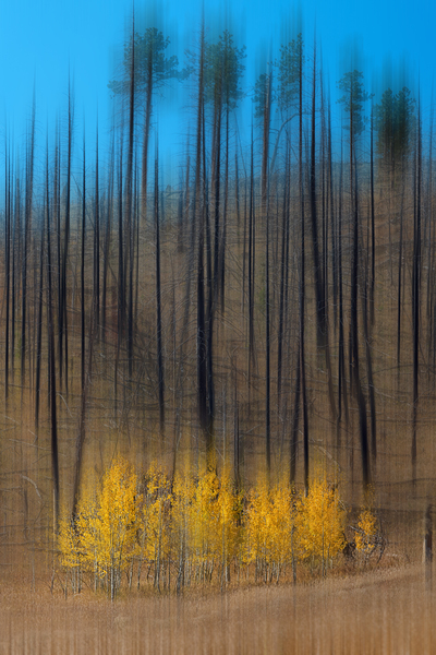 Aspen Forest Fire Abstract Print