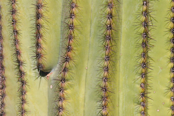 Patterns and Spines of the Desert Sentinel Print