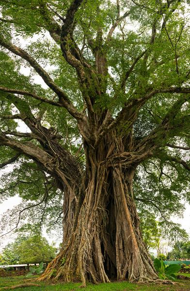 Old Century Tree of Negros Island Print