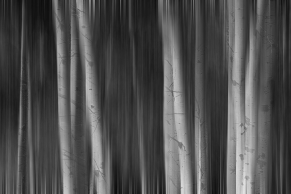 Autumn Aspen Trees Dreaming BW Print