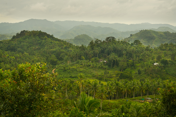 Verdant Tapestry of Tuburan Print