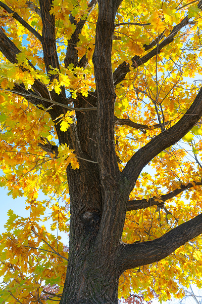 Golden Giggles   When Autumn Leaves Steal the Spotlight Print