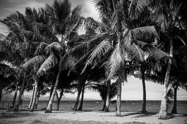 Whispers of Monochrome Palms Print
