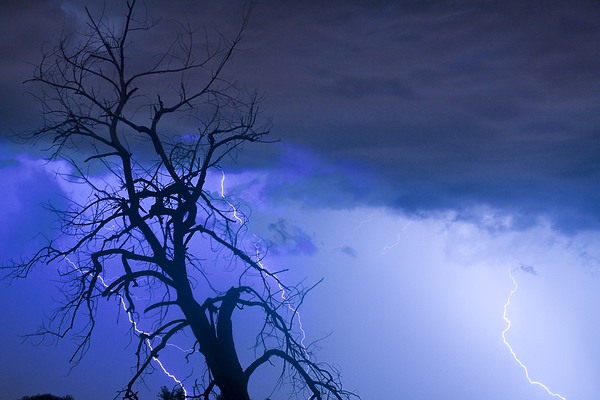 Lightning Tree Silhouette 38 Print