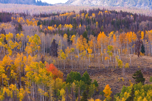 Rocky Mountain Autumn View Print