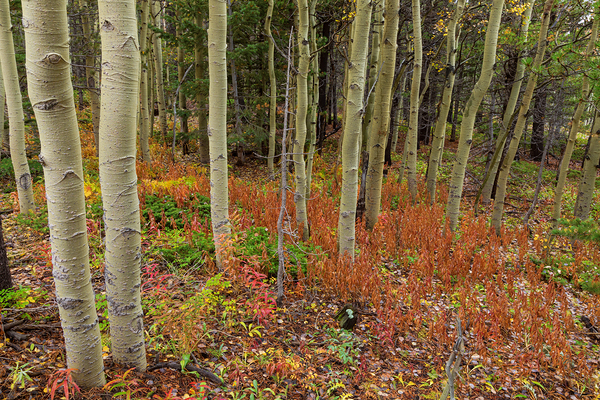 Wilderness Wonderland Print