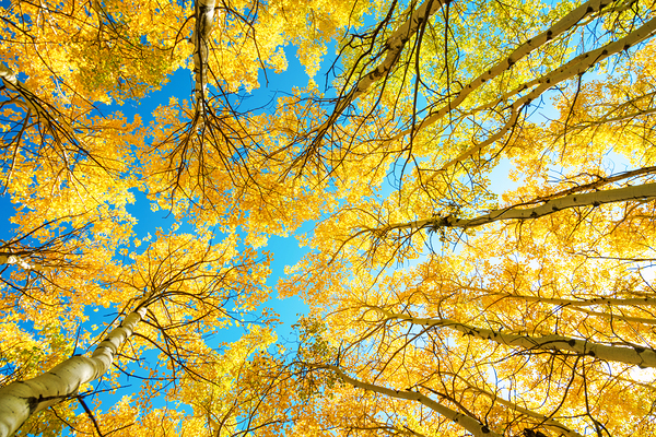 Colorado Aspen Kaleidoscope Print