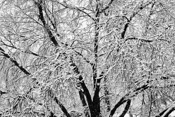 Black and White Snowy Tree Branches Abstract 2 Print