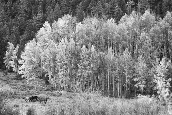 Autumn Grazing Horses Bonanza Print