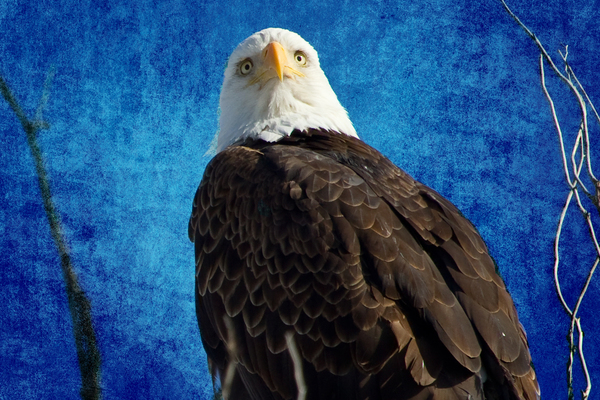 American Bald Eagle Blues Digital Download