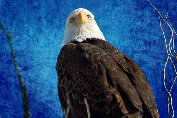 American Bald Eagle Blues Print