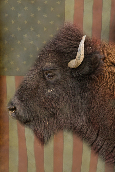 American Bison Profile Print