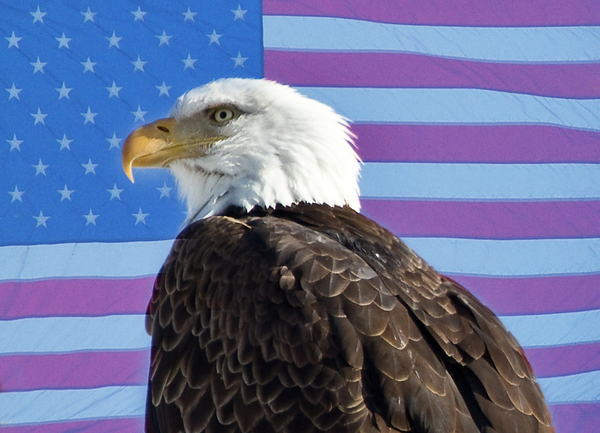 American Eagle 2 Print