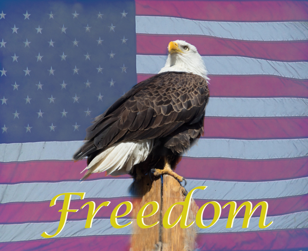American Freedom Print