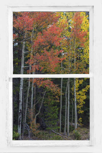 Aspen Forest Red Rustic Window View Digital Download