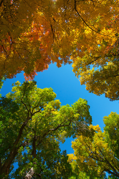 Autumns Radiant Canopy -  A Skyward View Print