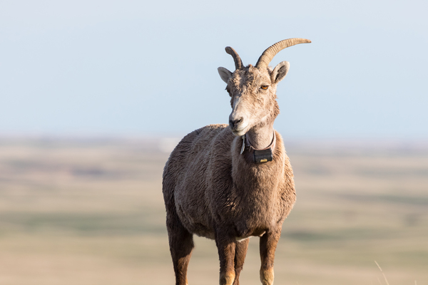 Badlands Bighorn A Glimpse of Audubons Majestic Sheep Digital Download