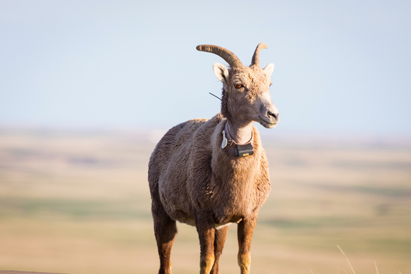 Big Horn Sheep Lucky Number 13 Print