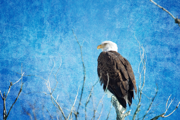 Bald Eagle Blues Print