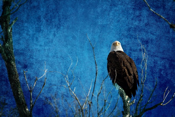 Bald Eagle Blues Into Night Print
