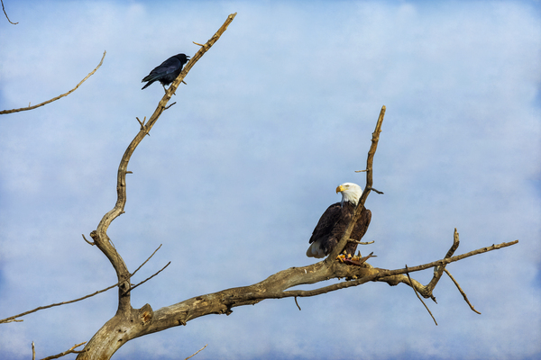 Bald Eagle Crow Print