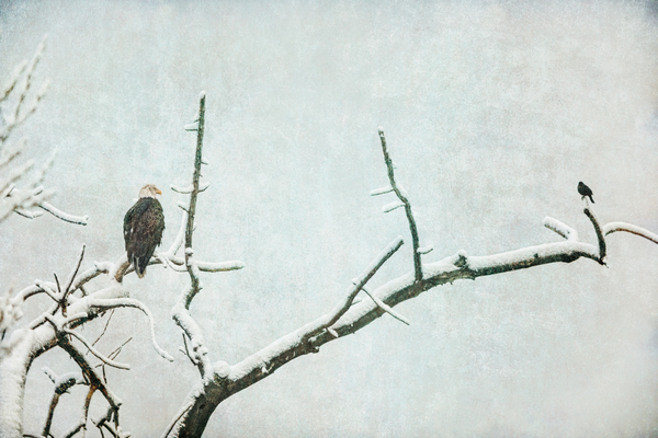 Bald Eagle Little Birdie Print